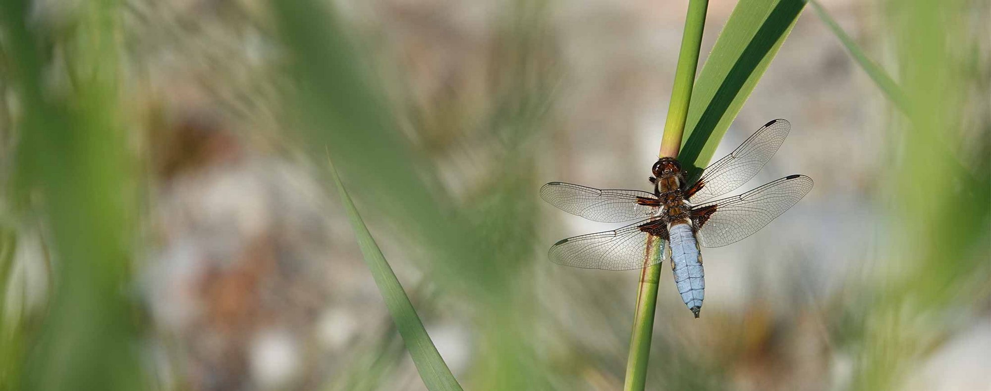 Arten und Lebensräume