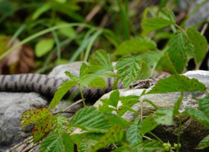 Aspisviper auf Stein beim Sonnenbad