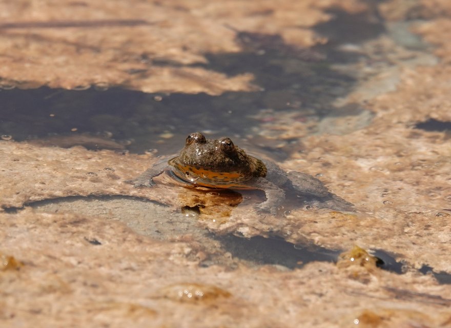 Neue Unkentümpel im Gerberswychel, Meiringen Gelbbauchunke