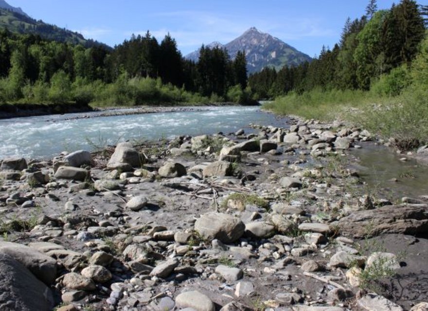 Kiesbank der Kander Lebensraum Tamariske