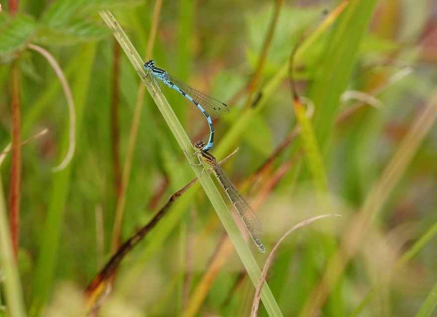 Gewässerraumausscheidung nach Artvorkommen Gewässerraumausscheidung nach Artvorkommen
