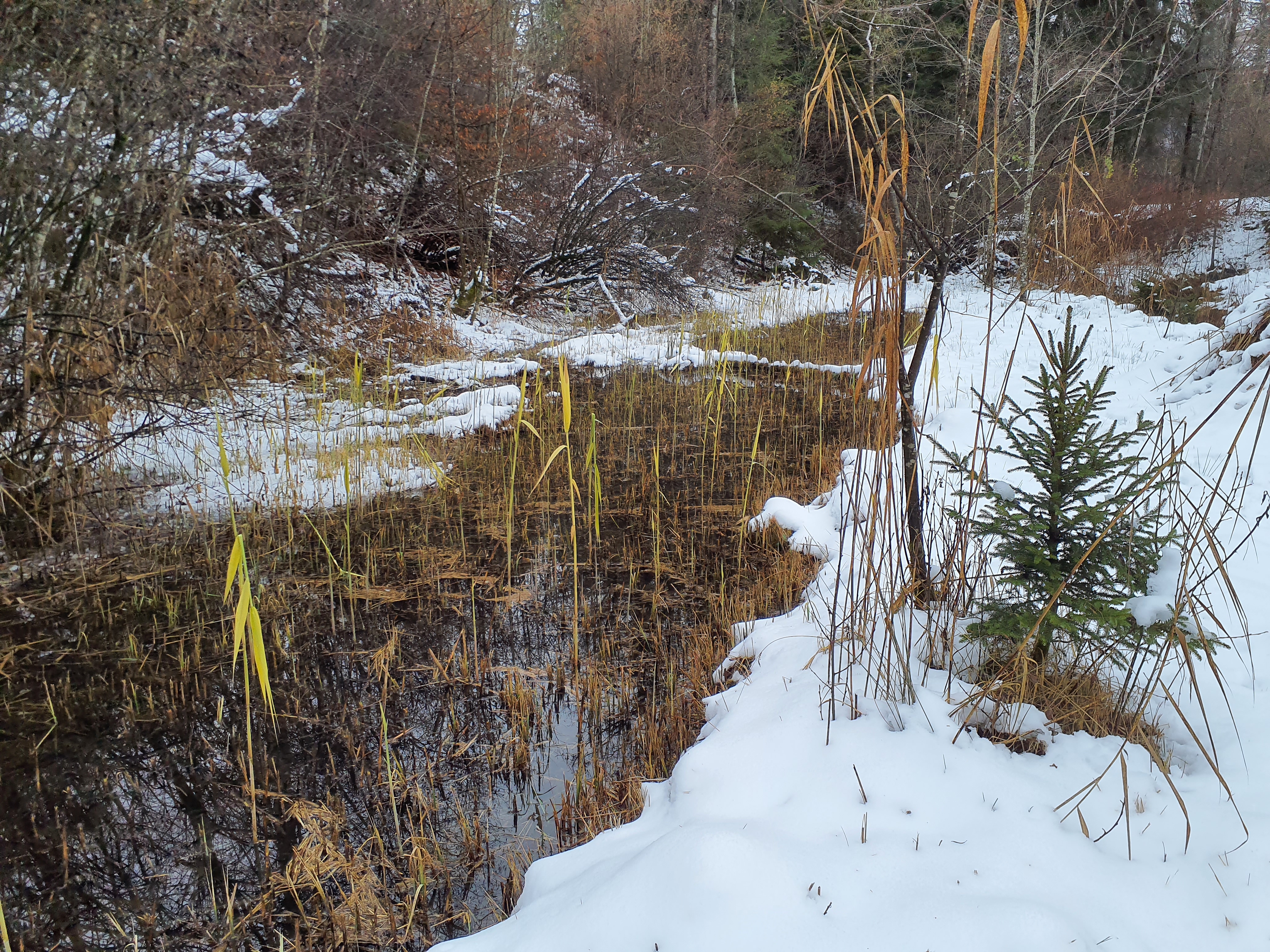 Grosser Weiher vorher
