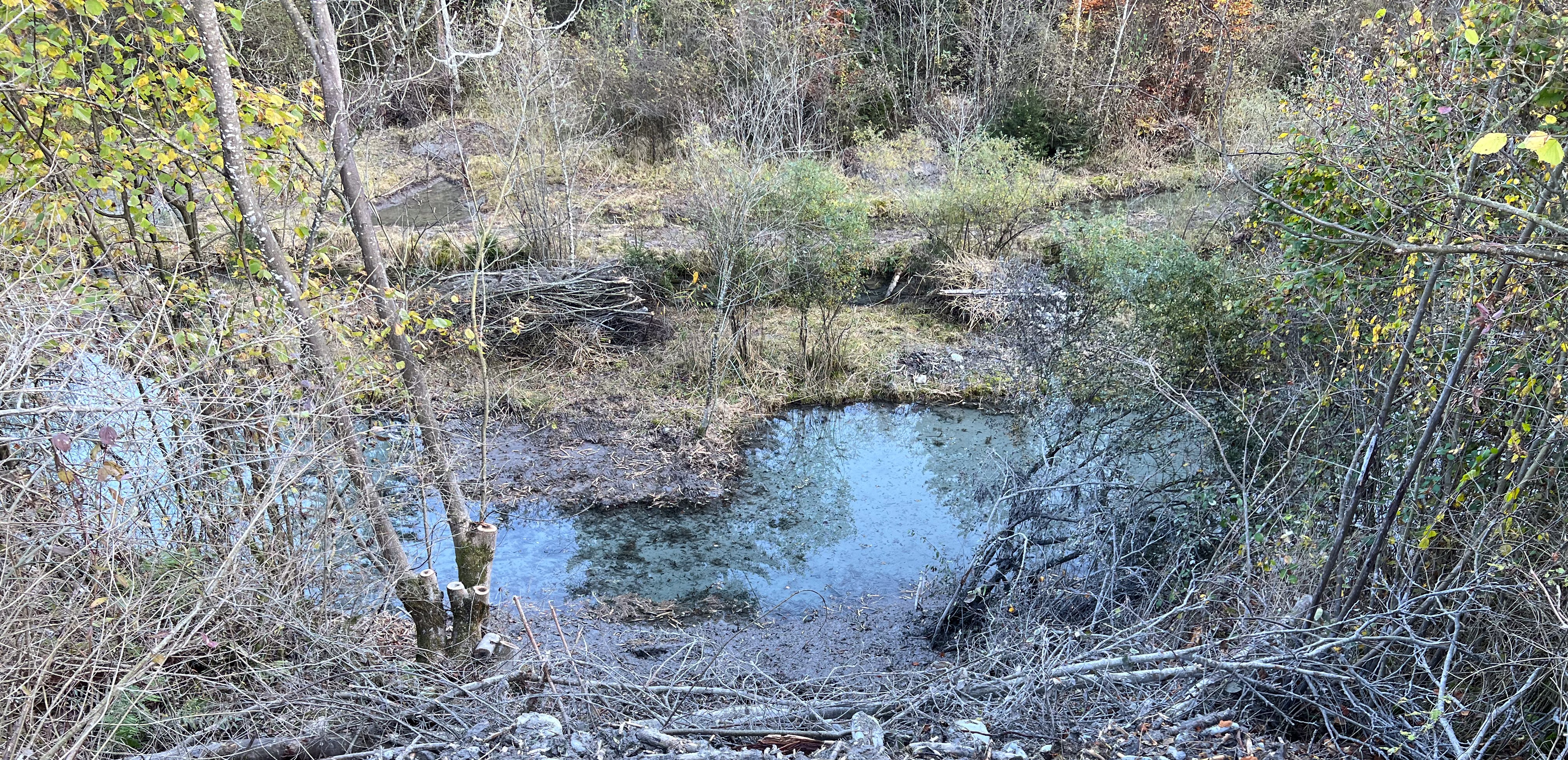Grosser Weiher von oben