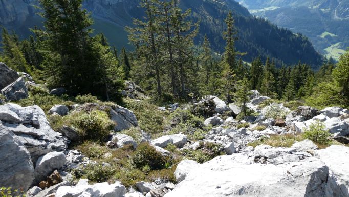 Geröllfeld am Waldrand