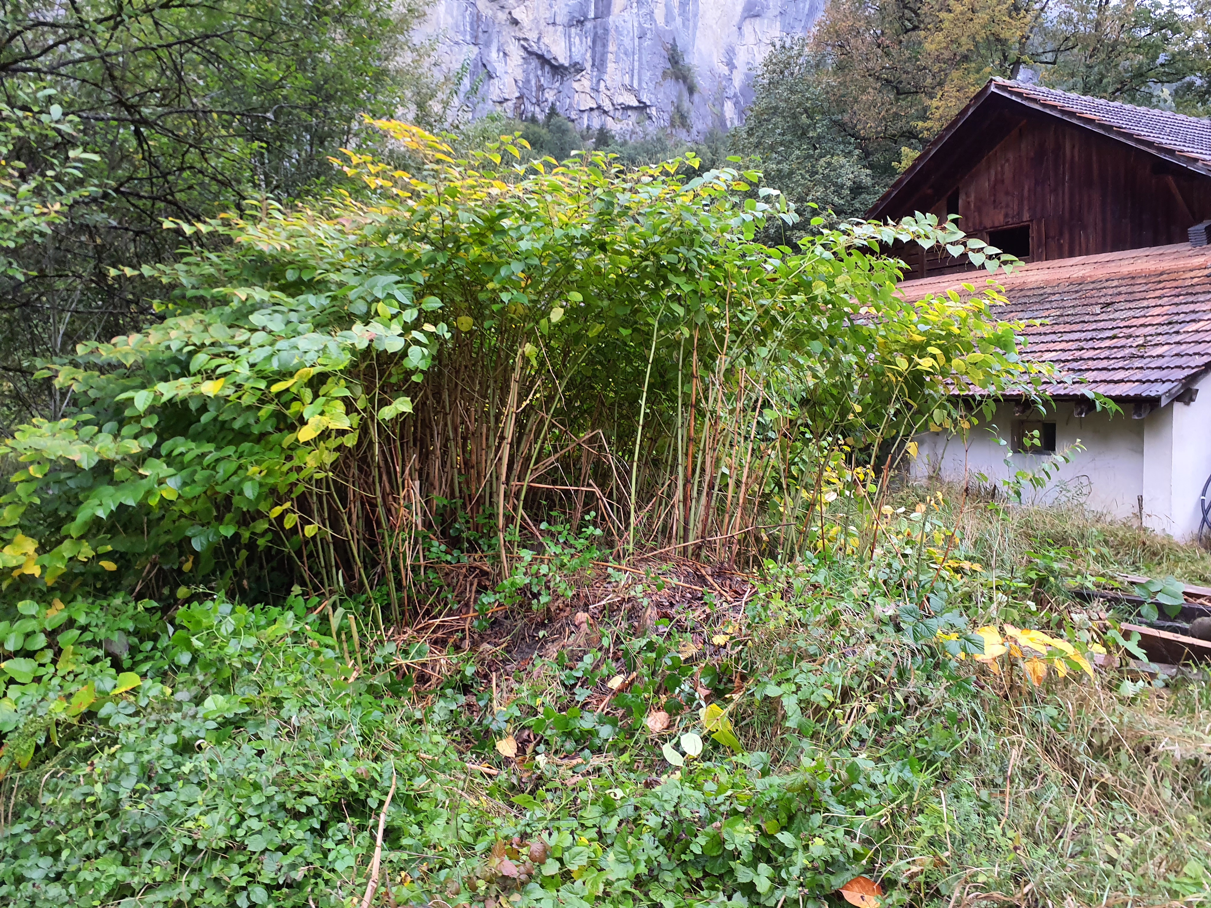 Ausgangssituation Neophyten